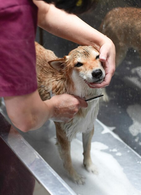 Shiba Inu dog That Doesnt Like to Bathe and Comb Groomers hands comb out unwanted fur