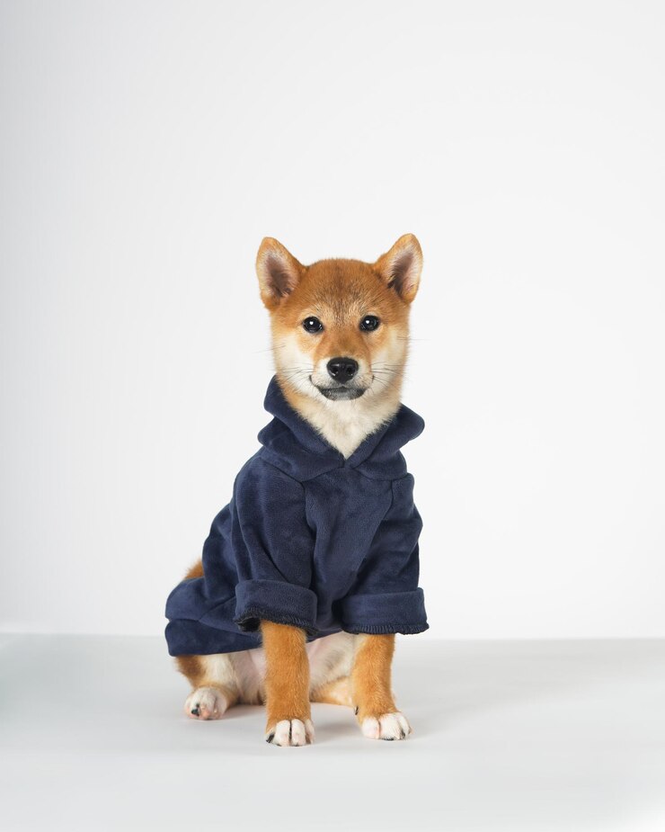 Photo 青いジャケットを着た柴犬。