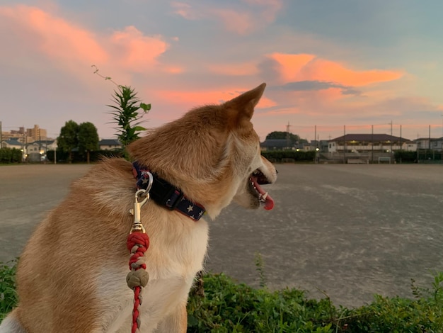 Shiba Inu dog with sunset Young Red Shiba Inu Puppy Dog Standing Outdoor in the autumn grass