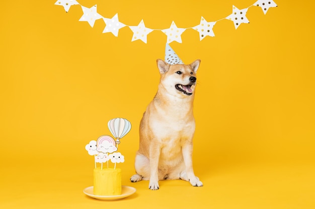 Shiba inu dog on yellow background dog birthday