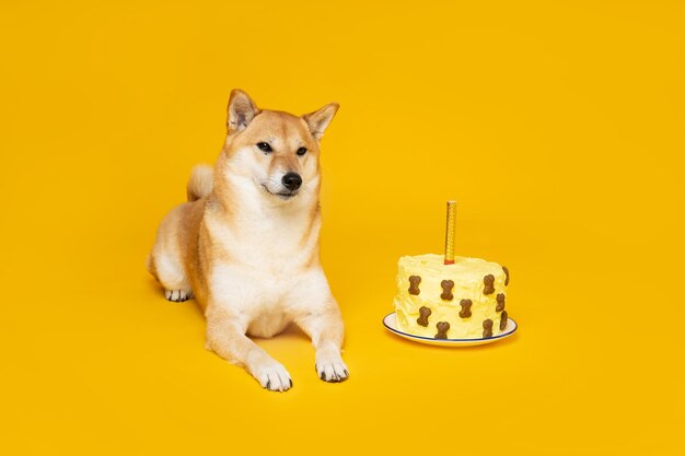 Shiba inu dog on yellow background dog birthday