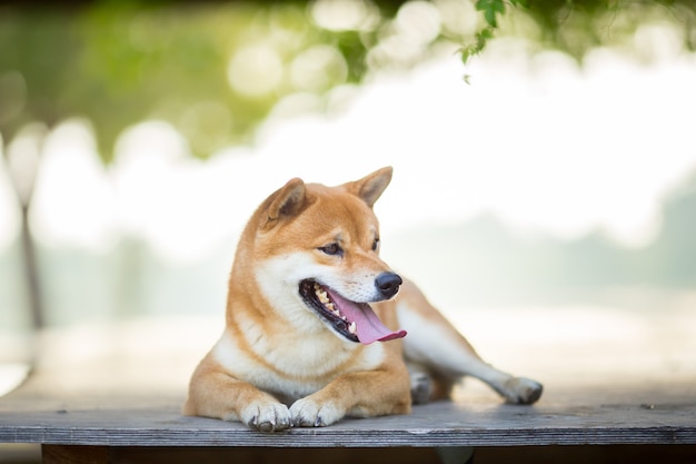 柴犬