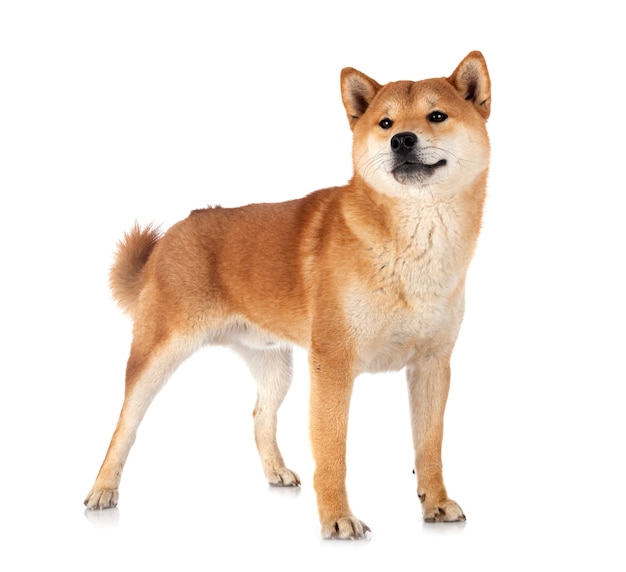 Shiba inu in front of white background