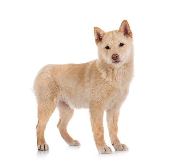 Shiba inu in front of white background