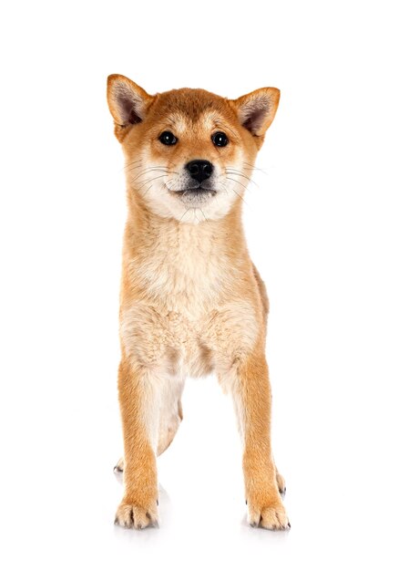 Shiba inu in front of white background