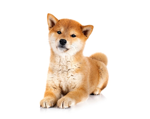 Shiba inu davanti a uno sfondo bianco