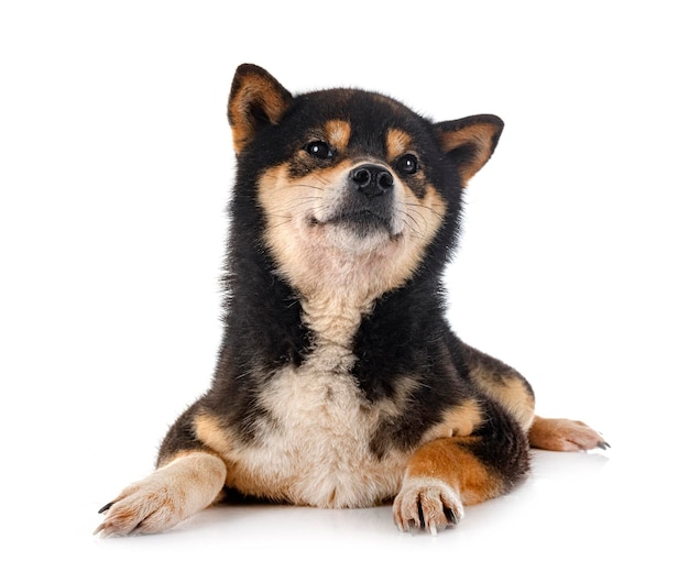 白い背景の前の柴犬