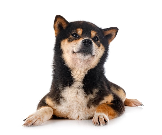 shiba inu in front of white background