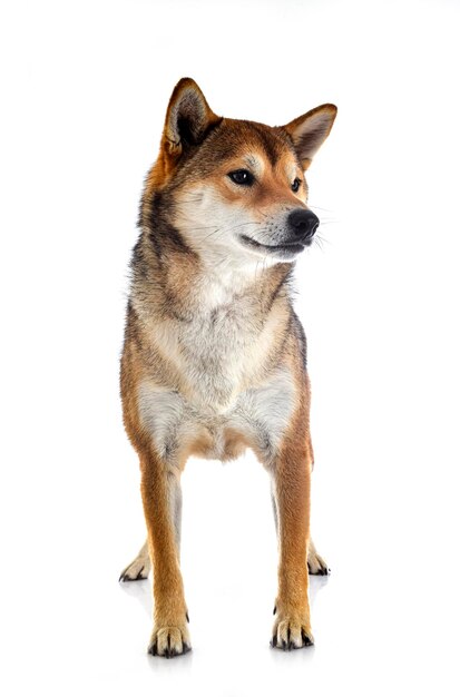 shiba inu in front of white background