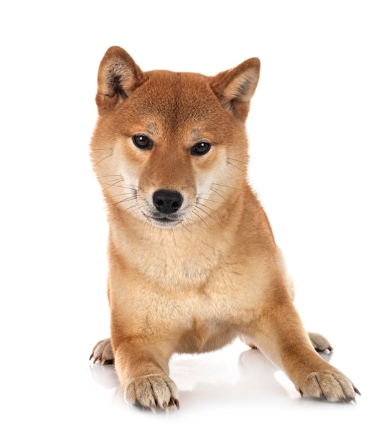 Shiba inu geïsoleerd op wit