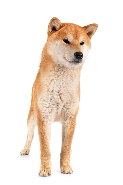 Shiba inu geïsoleerd