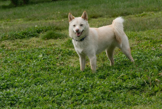 Shiba inu on grassy field