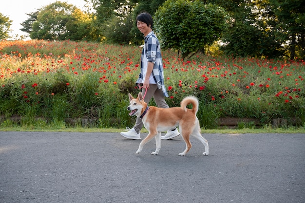 Foto shiba inu hond aan het wandelen