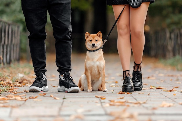 Shiba inu hond buiten. Herfst Herfst collecties. Hond uitlaten