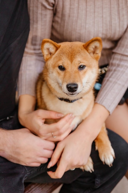 Shiba inu hond buiten. Herfst Herfst collecties. Hond uitlaten