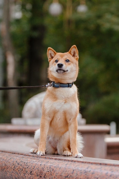 Shiba inu hond buiten. Herfst Herfst collecties. Hond uitlaten