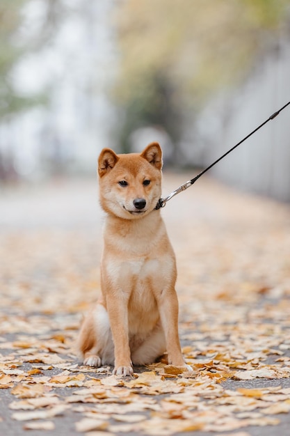 Shiba inu hond buiten. Herfst Herfst collecties. Hond uitlaten