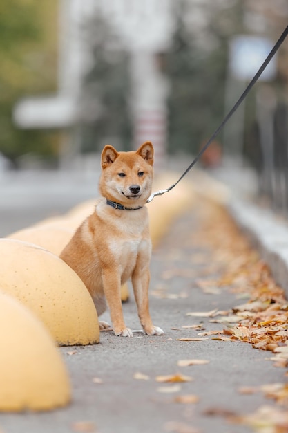 Shiba inu hond buiten. Herfst Herfst collecties. Hond uitlaten