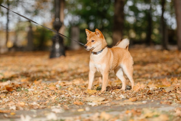 Shiba inu hond buiten. Herfst Herfst collecties. Hond uitlaten