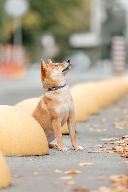 Shiba inu hond buiten. Herfst Herfst collecties. Hond uitlaten