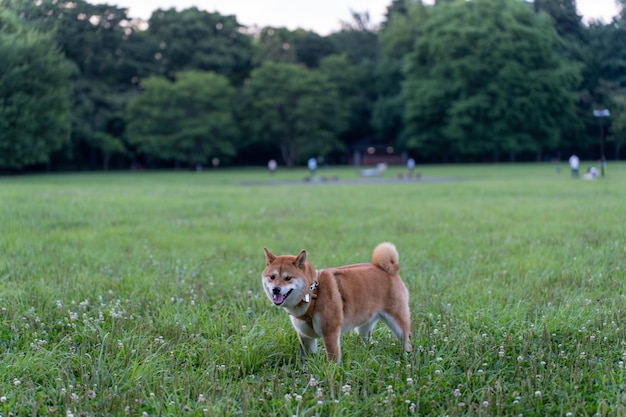 Shiba inu-hond die in de tuin speelt Leuke en gekke Japanse rode hond die zich voordeed bij zonsondergang