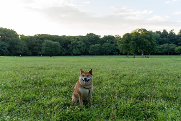 Shiba inu-hond die in de tuin speelt Leuke en gekke Japanse rode hond die zich voordeed bij zonsondergang