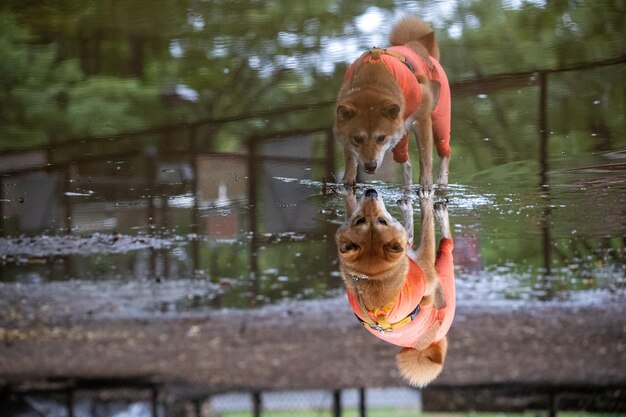 Shiba inu-hond die water schudt Shiba inu-honden in een blik op het water