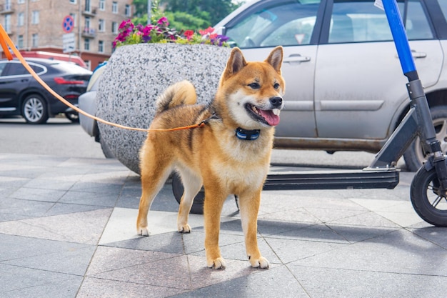 Shiba Inu hond in stedelijke omgeving