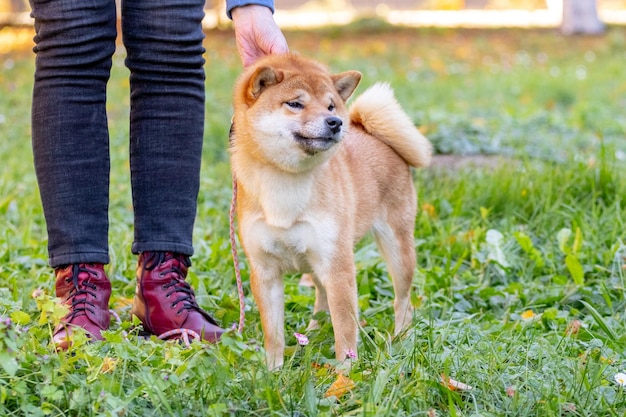 Shiba Inu-hond naast haar baasje in het park op een zonnige dag