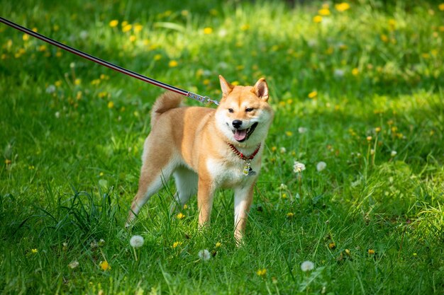 Shiba inu hond staande op het gras in park Shiba inu portret buiten in de zomer