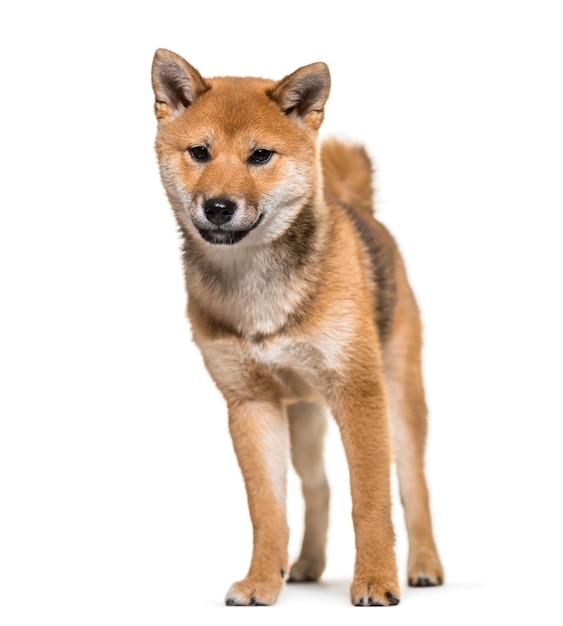 Shiba Inu hond staande tegen een witte achtergrond