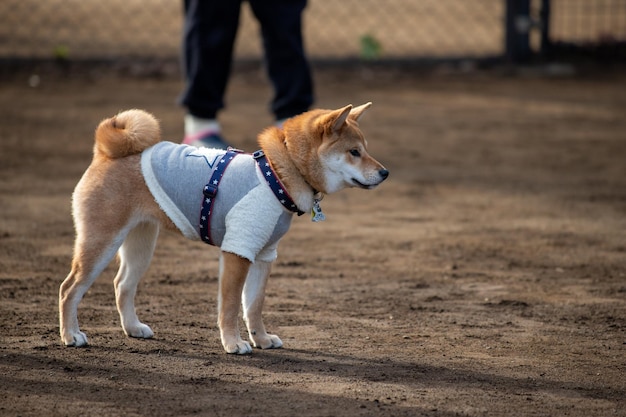 Shiba inu-hond staat in het park Shiba inu-portret buiten bij de zomerhond in het bos