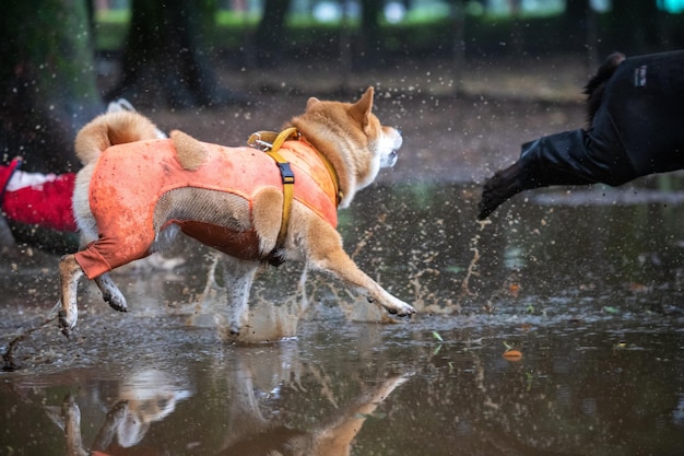 Shiba Inu-hond staat voor meer Shiba Inu-hond drinkt uit een meer