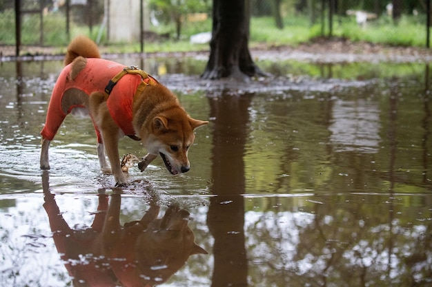 Shiba Inu-hond staat voor meer Shiba Inu-hond drinkt uit een meer