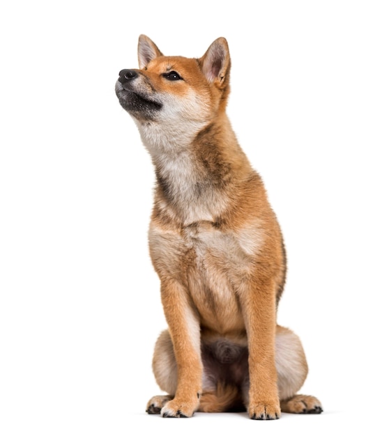 Shiba Inu hond zittend tegen een witte achtergrond