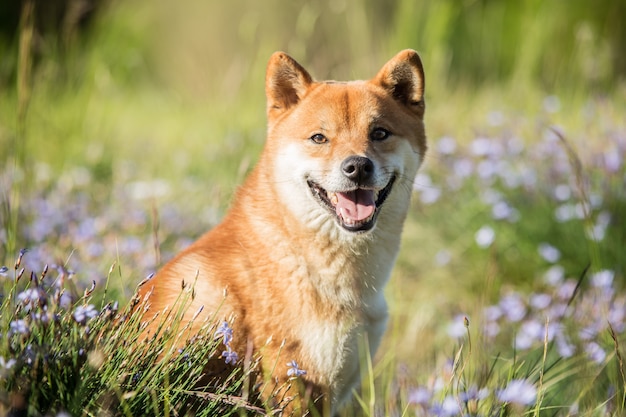 Shiba Inu hond