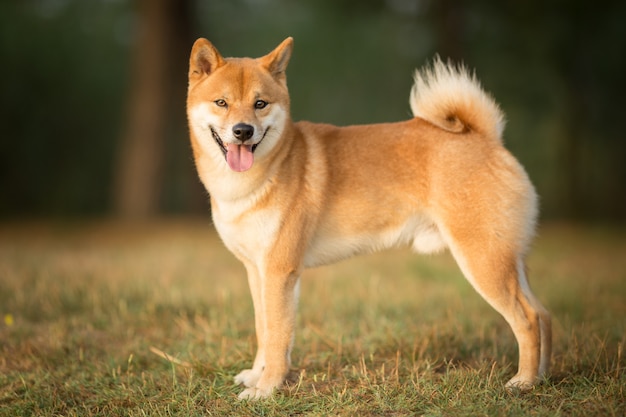 Shiba Inu hond