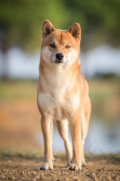 Shiba Inu hond