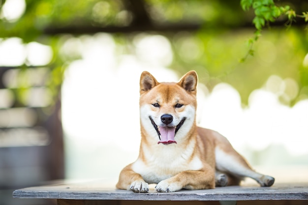 Shiba Inu hond