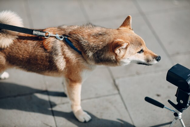 Shiba inu huisdier Japanse nationale hond oudoors