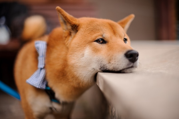 Shiba inu in de blauwe vlinder aan de lijn die een hoofd op de steen legt