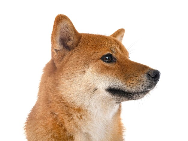 Shiba Inu in de studio