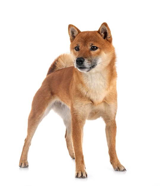 Shiba Inu in de studio