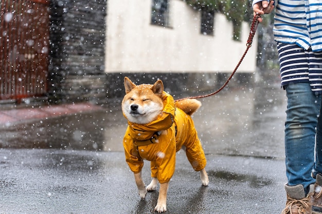 Shiba inu in een gele trui shiba inu hond gekleed voor het koude weer