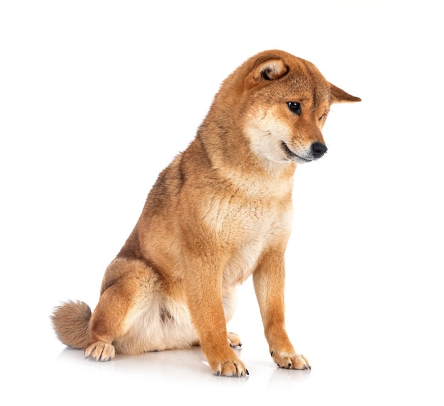 Shiba inu isolated on white