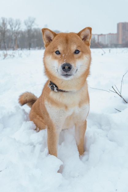 The shiba inu japanese dog plays in the snow in winter