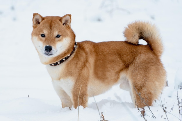 冬の雪の中で遊ぶ柴犬