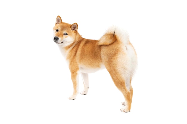 Shiba Inu Japanse rashond