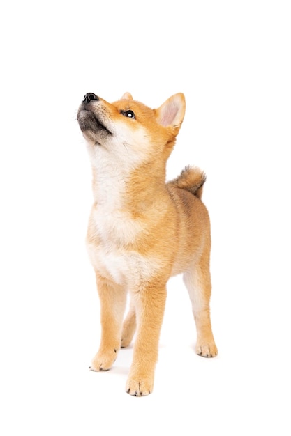 Shiba Inu Japanse rashond