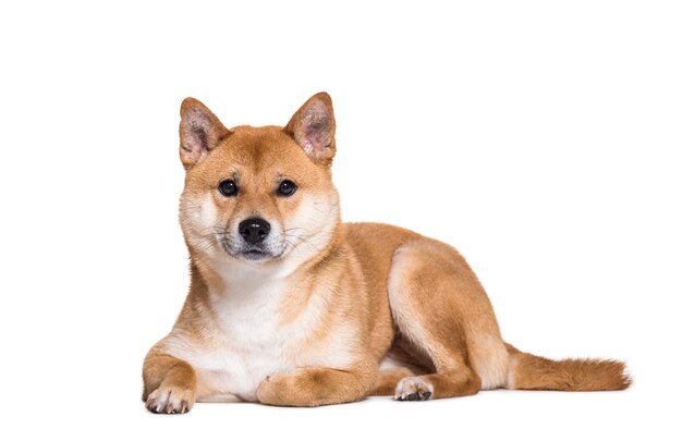 白い背景に対して正面に横たわっている柴犬